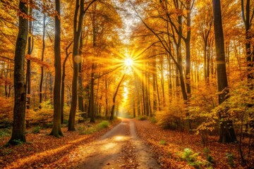 Naklejka premium Autumnal woodland bathed in golden sunlight, showcasing vibrant foliage and sunbeams.