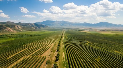 Fototapeta premium Aerial view of orchard rows, valley, mountains. Farming landscape for agriculture website.