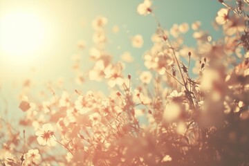 Cosmos flower field basking in spring sunlight