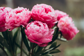 Bouquet of pink peonies flowers on a blurred background.