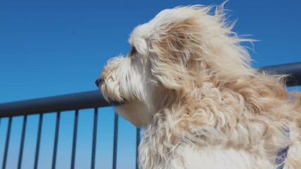 goldendoodle gazing around with a blue sky in the background, its hair gently blowing in the wind