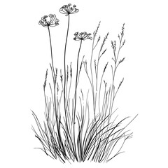 Wild flower Meadow Parsnip drawing sketch design vector