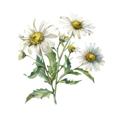 Fototapeta premium grass and chamomiles flowers