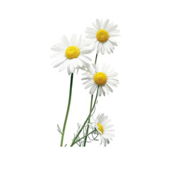 Fototapeta premium grass and chamomiles flowers