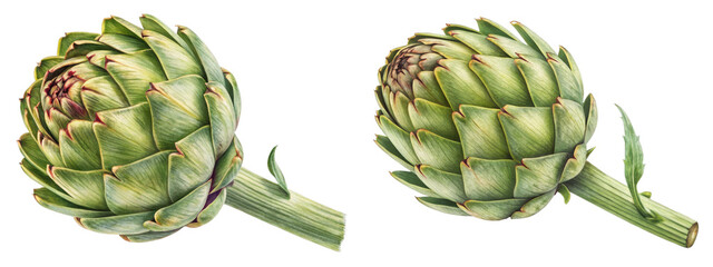 Fototapeta premium Two Artichoke Close-up, Detailed Composition, Isolated on White Background, Botanical Illustration, Culinary Photography, Artichoke, Vegetable, Food