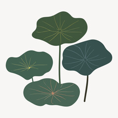 lotus illustration vector