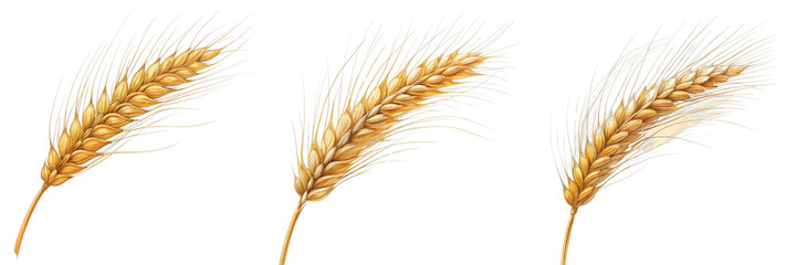 Fototapeta premium Triple Wheat Ears Composition Detailed Watercolor Illustration Isolated on White Background, Harvest, Agriculture, grain, wheat, botanical
