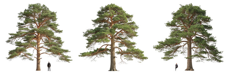 Three Scots Pine Trees, Scale Comparison, Isolated on White Background, Nature Photography, Tree Images, Scots Pine, Tree Composition, Nature