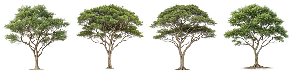 Fototapeta premium Quadruplet Green Trees Composition Isolated on White Background, 3D Render, Nature, Ecology, Tree, Nature, Environment