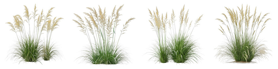 Fototapeta premium Four Ornamental Grass Plants Composition, Isolated on White Background, Nature, Flora, 3D Render, Ornamental grass, 3D rendering, plant