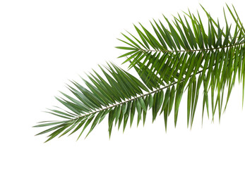 Two Date Palm  leaves isolated on white background