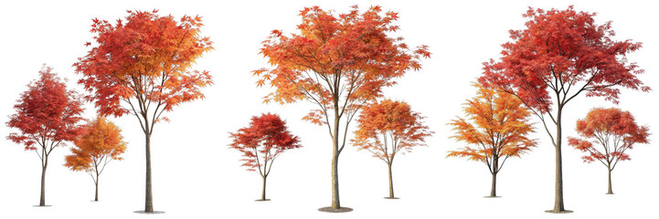 Autumn Maple Trees Collection 3D Render, Isolated on White Background, Red and Orange Foliage, Maple tree, 3D rendering, autumn foliage
