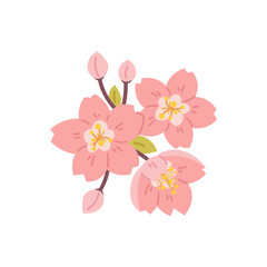 Flat Japanese sakura flowers on white background. Vector botanical element for spring, Hanami