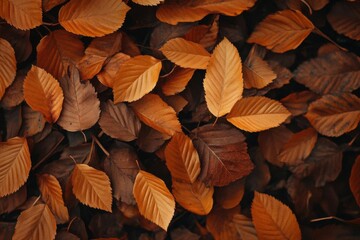 Fototapeta premium Autumn Leaves Carpet Ground, Showcasing Fall Colors and Nature's Beauty. Cozy Autumn Vibes.