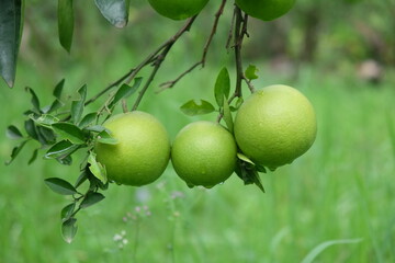 Green Pursat-oranges, a special variety of oranges at Battambang, Combodia