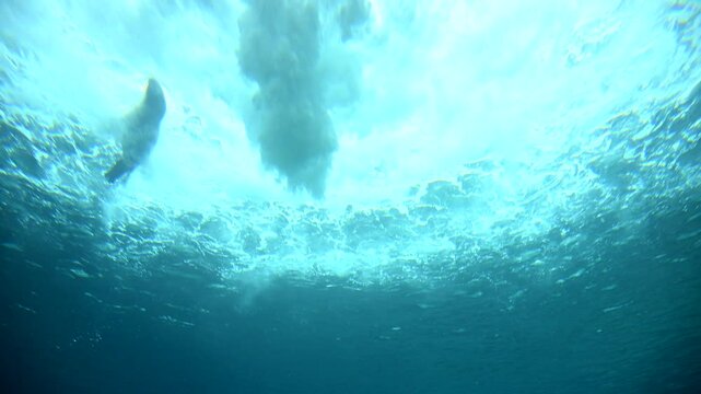 Young sea lions frolic playfully underwater, darting through the clear blue as water cascades above. This breathtaking display showcases their agility and joy in a natural habitat