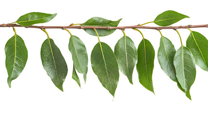 Naklejka premium Displaying fresh green leaves on a branch nature close-up photography minimalist natural lighting botanical concept