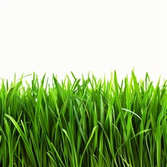 Fototapeta premium Green grass blades are growing up against a white background