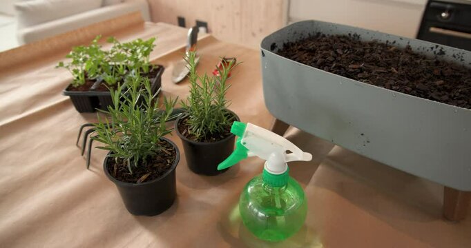 Herb gardening at home with rosemary, parsley, and watering spray bottle