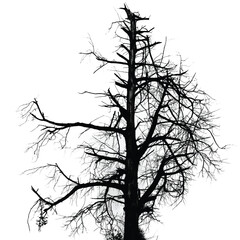 Silhouette of bare tree with branches isolated on white. Black and white vector illustration
