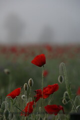 Obraz premium A dreamy field of vibrant red poppies swaying gently in the morning mist, creating a serene and atmospheric floral scene. Perfect for conveying tranquility and the beauty of nature.