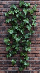 Ivy Vines Climb a Brick Wall, Urban Greenery and Botanical Beauty