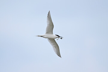 Sandwich tern with fish in its beak // Brandseeschwalbe mit Fisch im Schnabel (Thalasseus sandvicensis)