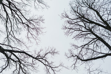 tree branches silhouette