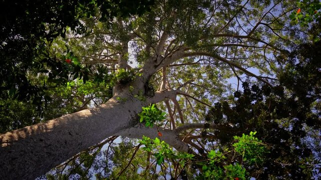 Kaori - Le Grand Kaori (the largest and oldest known kauri pine tree), Parc de la Riviere-Bleue (Blue River Provincial Park), Grande Terre, New Caledonia	