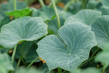 Green Leaves Thrive in Garden Sunlight, showcasing Vibrant Green Growth.