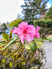 Pacific rhododendron
