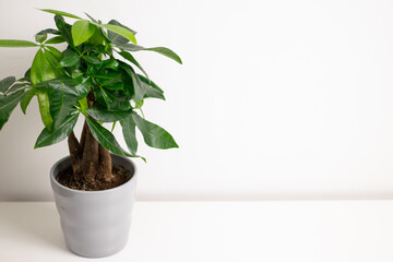 A Pachira aquatica plant growing in a grey pot standing on white dresser table in a room at home