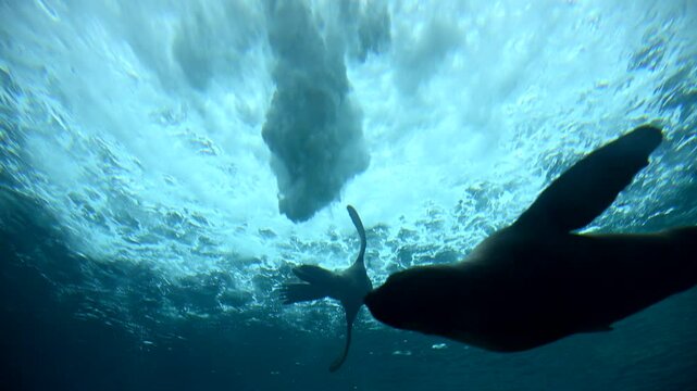 Experience the playful antics of young sea lions swimming gracefully underwater
