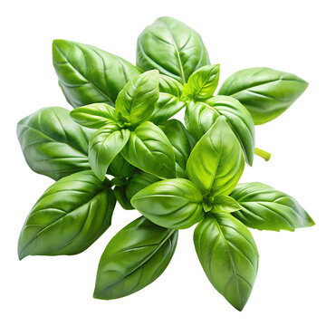 Sweet basil isolated on transparent background.