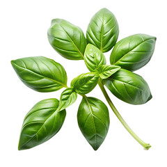 Sweet basil isolated on transparent background.