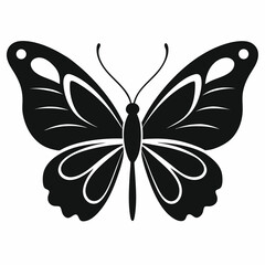 butterfly on white background