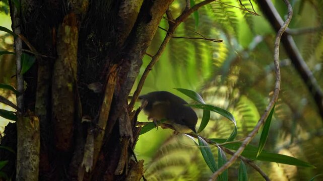New Caledonian Whistler - Pachycephala caledonica  bird in the family Pachycephalidae, endemic to New Caledonia, small like flycatcher bird with yellow belly and white throat.