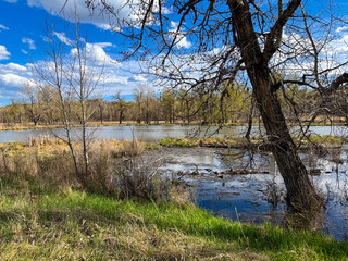 A peaceful riverside view with a leaning tree in the foreground, bare branches, and a reflective water surface surrounded by spring greenery under a bright blue sky with scattered clouds.