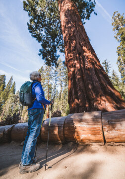 Elderly woman gazes at giant sequoia while hiking Yosemite, Californa