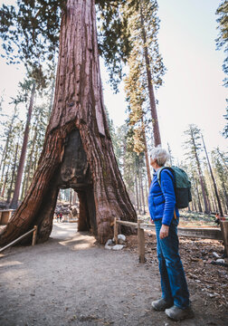 Older woman looks at sequoia tree tunnel while hiking in Yosemite