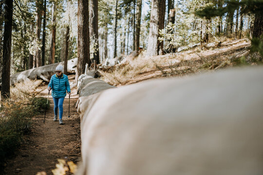 Elderly woman hikes along fallen giant sequoia trunk, Yosemite