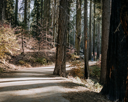Elderly woman walks through forest while hiking in California