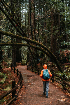 Walking on wet trail through Redwoods, Muir Woods, California