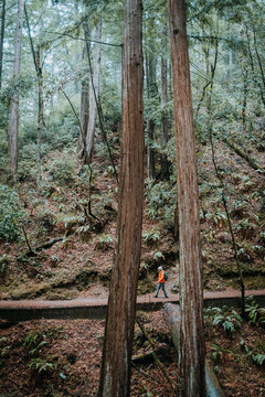 Elderly woman hiking through redwoods, Muir Woods, California
