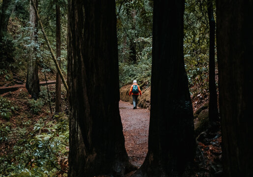 elderly woman walks among redwoods trees, Muir Woods, California
