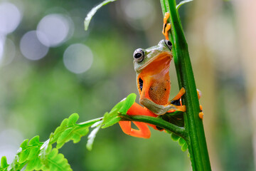 Tree frog on leaf, Gliding frog (Rhacophorus reinwardtii)