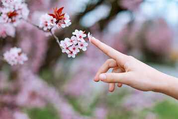 A hand gently touching blooming pink flowers on a spring branch