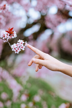 A hand gently touching blooming pink flowers on a spring branch