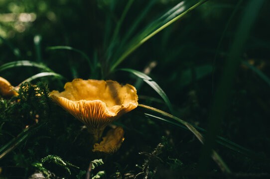 Close up of chanterelle among grass and moss in the forest
