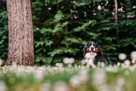 Dog laying in the grass